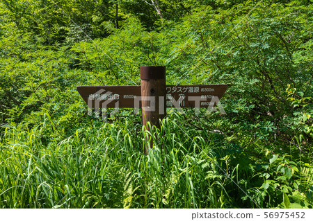 Tsugaike Nature Park: Signpost Kita-Azumi-gun Otari Tsugaike Nature Park: Signpost Kita-Azumi-gun Otari 56975452