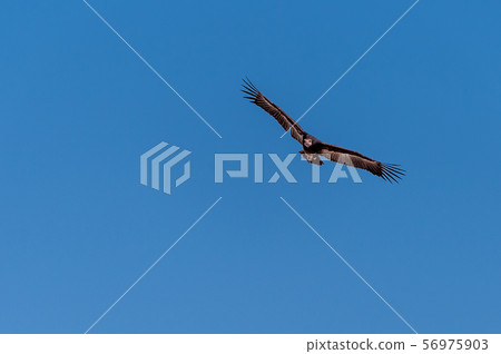 White-headed Vulture in Flight over Etosha 56975903