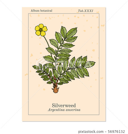 Common silverweed or silver cinquefoil argentina anserina , medicinal plant 56976132
