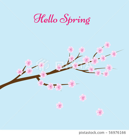 Sakura blossom flowers background 56976166