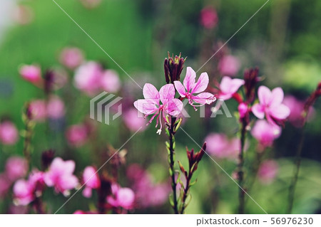 Gaura 56976230