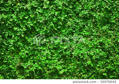 ivy green leaves covered the wall. background of natural tree fence for design art work. ivy green leaves covered the wall. background of natural tree fence for design art work. 56976648