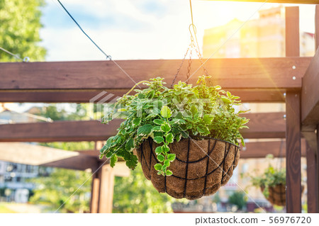 Beautiful flowers planted in hanged flower pot on 56976720