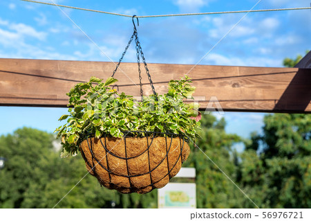 Beautiful flowers planted in hanged flower pot on 56976721