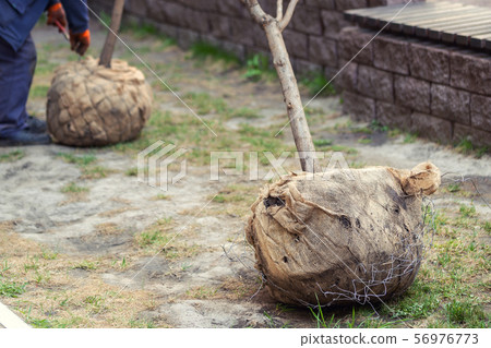 Big tree planting or transplantation in city park 56976773