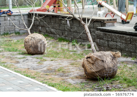 Big tree planting or transplantation in city park Big tree planting or transplantation in city park 56976774
