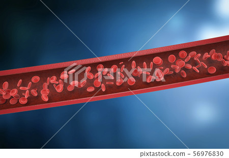 red blood cells in vein 56976830