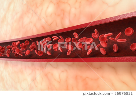 red blood cells in vein 56976831