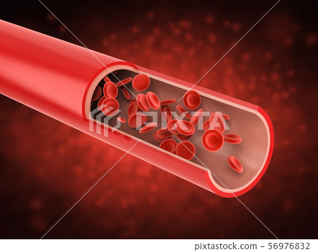 red blood cells in vein 56976832