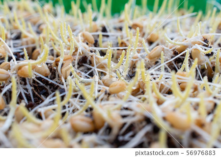 Germinated wheatgrass sees with dew, Wheatgrass is the freshly sprouted first leaves of the common wheat plant. 56976883