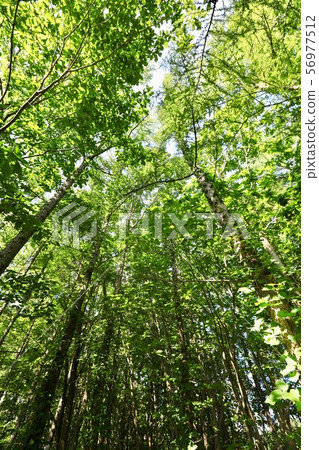 Looking up at the treetops of the forest Looking up at the treetops of the forest 56977512
