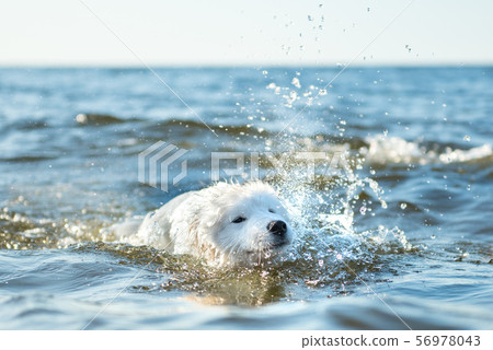 White dog Samoyed swims in the water on the Baltic Sea White dog Samoyed swims in the water on the Baltic Sea 56978043
