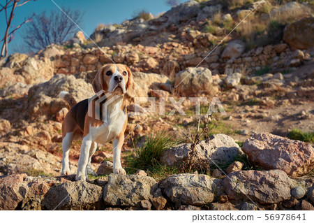 Portrait of beagle during beautiful warm summer Portrait of beagle during beautiful warm summer 56978641