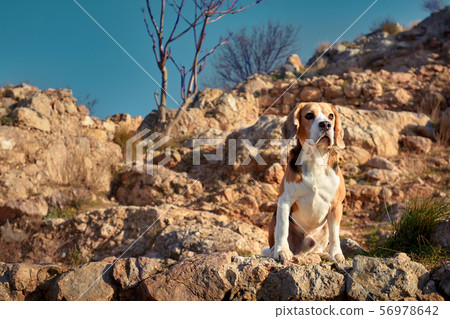 Portrait of beagle during beautiful warm summer 56978642