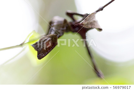 Uroplatus phantasticus, the satanic leaf-tailed 56979017