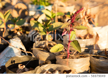 Small tree plantation in Madagascar Small tree plantation in Madagascar 56979049