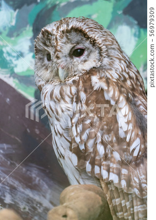 Hound Owl Hound Owl 56979309
