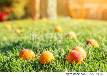 Ripe tasty sweet juicy fallen apricots lying in 56979466