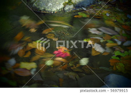 秋天的落葉 56979915