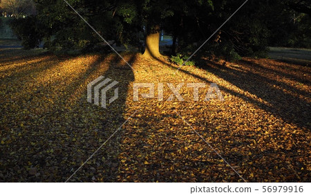 落葉的地毯 56979916