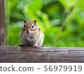 Chipmunk in Hokkaido 56979919