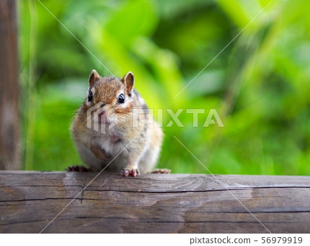 北海道的花栗鼠 56979919