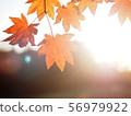 Backlit autumn leaves 1 56979922