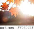 Backlit autumn leaves 2 56979923
