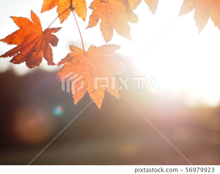 背光秋葉2 56979923