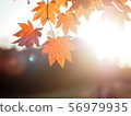 Backlit autumn leaves 3 56979935