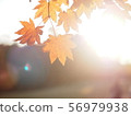 Backlit autumn leaves 4 56979938