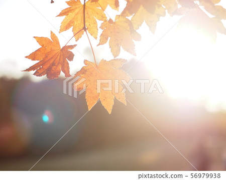 背光秋葉4 56979938