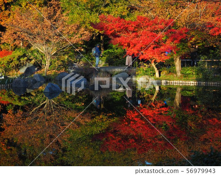 反射在池塘2的秋葉 56979943