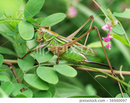 Grasshopper 56980097
