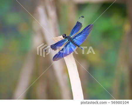 蝴蝶蜻蜓 56980104