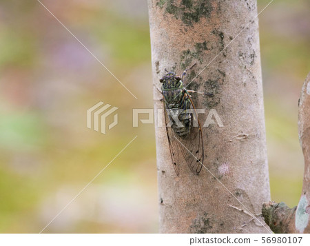 ツクツクボウシ 56980107