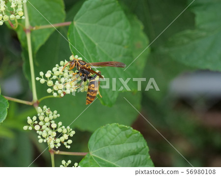 Polistes jokahamae Polistes jokahamae 56980108