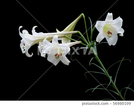 高砂百合 56980109