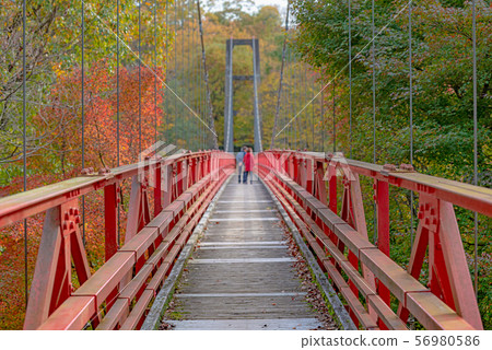懸索橋在森林裡 56980586
