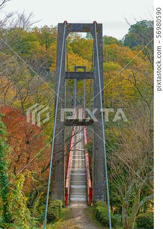 懸索橋在森林裡 56980590