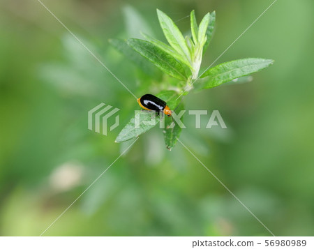 黑蛤蜊 黑蛤蜊 56980989