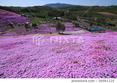 芝麻櫻花樹東京（北海道） 56981128