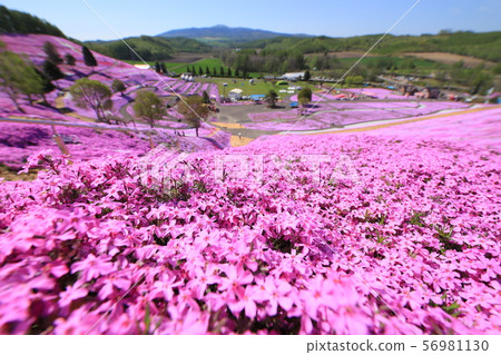 Shiba cherry tree tokyo (Hokkaido) 56981130
