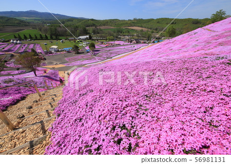 Shiba cherry tree tokyo (Hokkaido) Shiba cherry tree tokyo (Hokkaido) 56981131