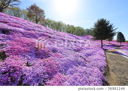 芝麻櫻花樹東京（北海道） 56981146