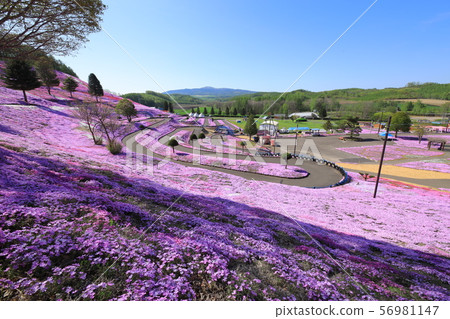 芝麻櫻花樹東京（北海道） 56981147