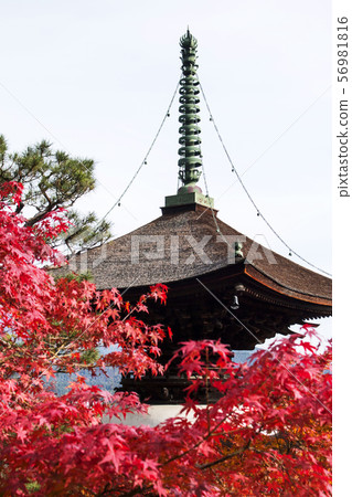 Autumn leaves of Jogakkoji Temple 56981816