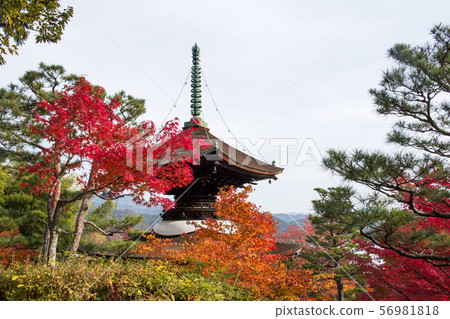Autumn leaves of Jogakkoji Temple 56981818