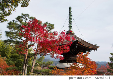 Jogakkoji寺廟秋葉 56981821