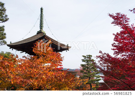 Autumn leaves of Jogakkoji Temple 56981825